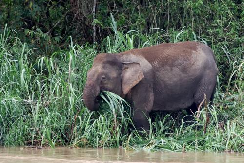 GAJAH BORNEO
