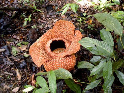 RAFFLESIA