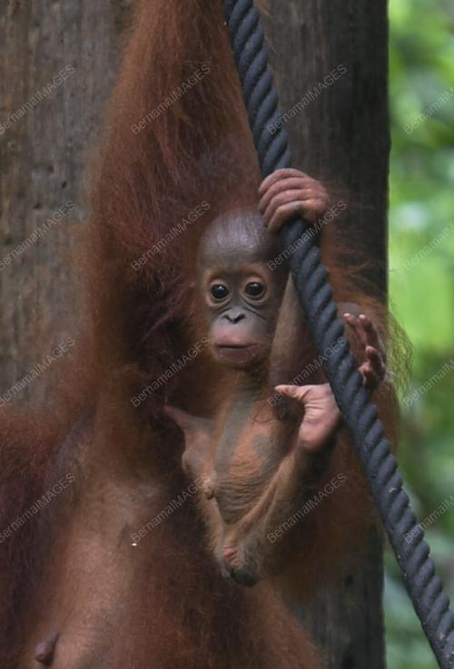 PUSAT PEMULIHAN ORANG UTAN SEPILOK