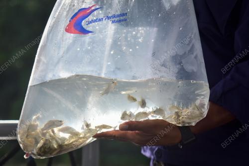 PELEPASAN BENIH IKAN SIAKAP