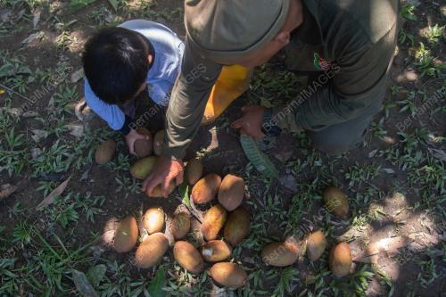 MUSIM BUAH BELUNU