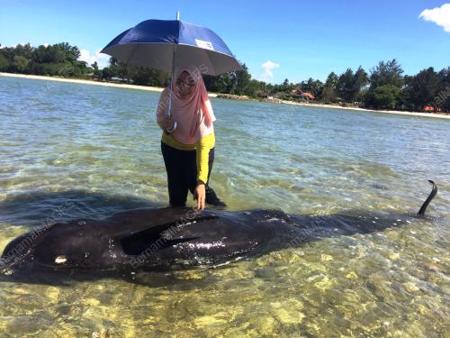 SB03_24122015_WHALE