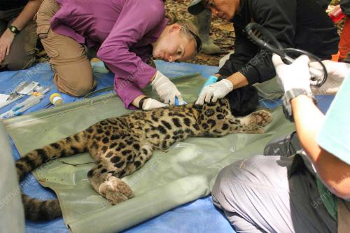 SB03_25082014_HARIMAU