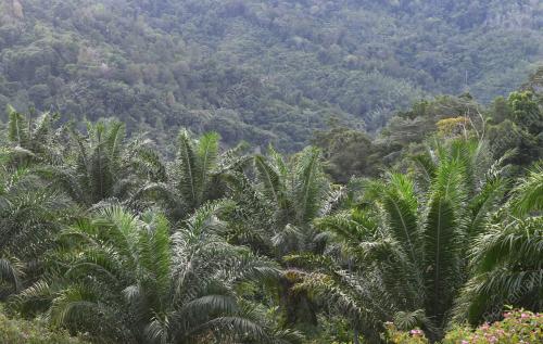 LADANG SAWIT DI SABAH
