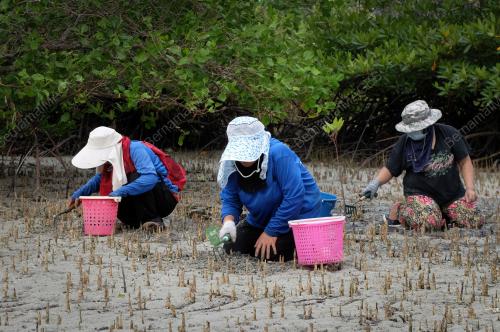 PENCARI KEPAH 'KERAKAS' DI LABUAN