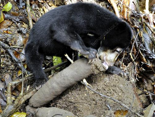 SB03_29052013_SUNBEAR