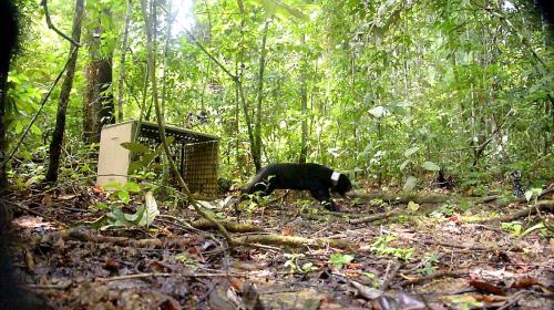 SB03_29072016_BORNEO_SUN_BEAR