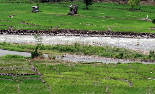 SAWAH PADI