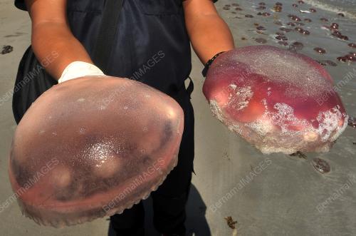 THOUSAND JELLYFISH ON LABUAN BEACH