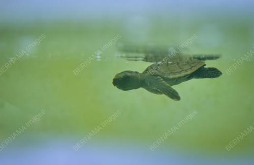 SB04_04082021_TAMAN_LAUT
