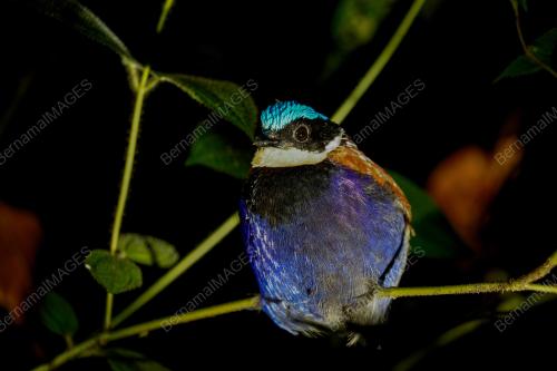 BURUNG_MALIAU