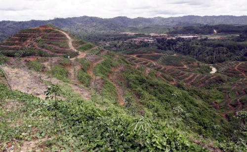 TANAMAN GETAH DALAM HUTAN
