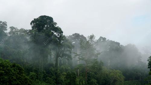 JABATAN PERHUTANAN SABAH