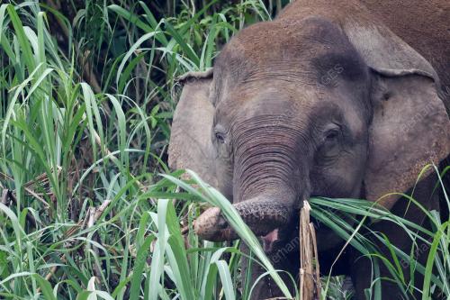 GAJAH BORNEO