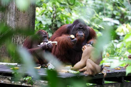 ORANG UTAN
