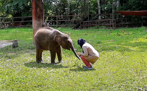 GAJAH BORNEO SAHABAT
