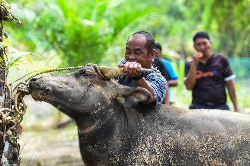 KORBAN