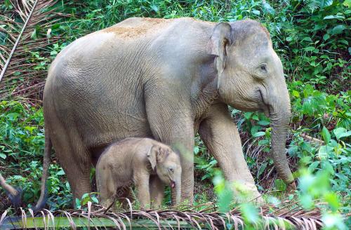 GAJAH KINABATANGAN