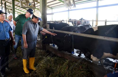 SB04_11012019_LEMBU