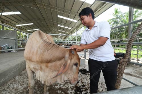 LEMBU KORBAN