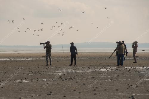 ASIAN WATERBIRD CENSUS 2023_LABUAN