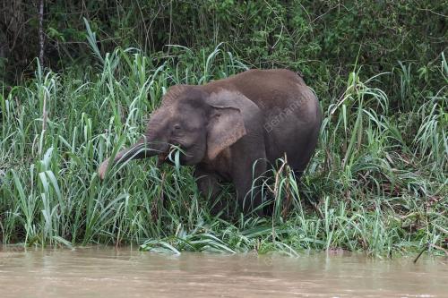 GAJAH BORNEO
