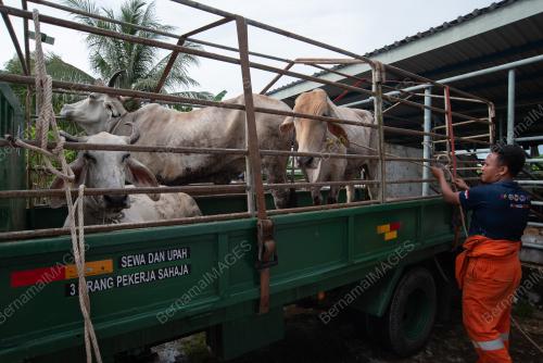 PERSIAPAN HAIWAN KORBAN AIDILADHA