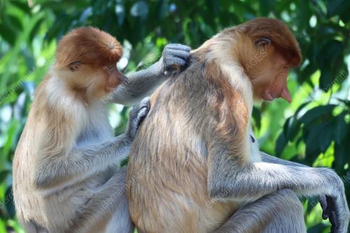 MONYET PROBOSCIS