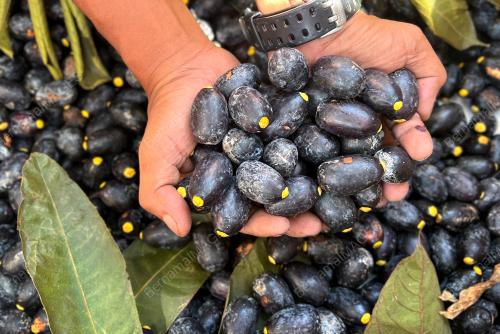 KEMBAYAU BUAH NADIR EKSOTIK BORNEO