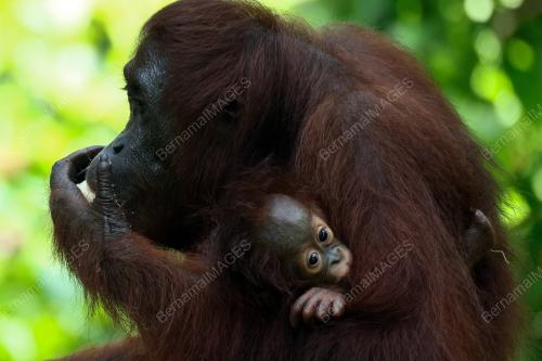 ORANG UTAN