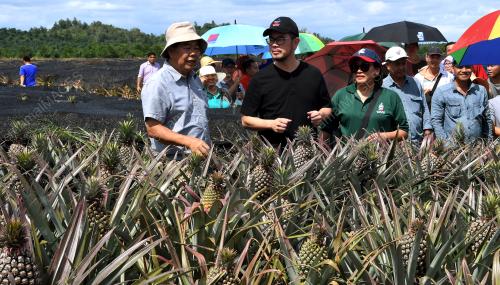 LADANG NENAS DATUK YAP