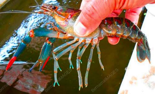 TERNAKAN UDANG KERA KIULU