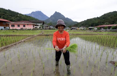 PETANI TRADISIONAL KAMPUNG TAMBATUON