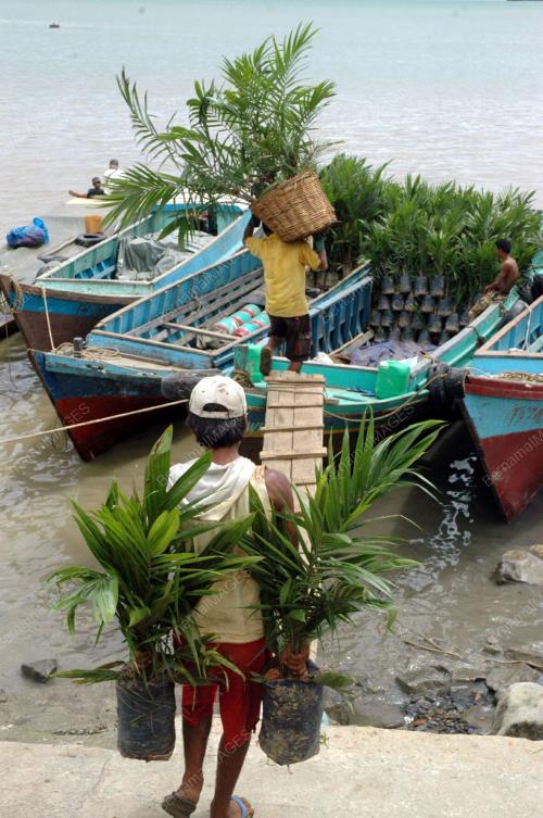 POKOK KELAPA SAWIT
