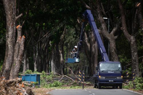 PENEBANGAN POKOK