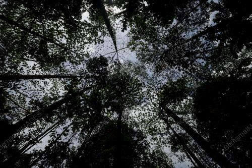 HARI HUTAN ANTARABANGSA