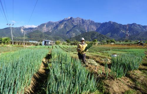 PETANI SAYUR KUNDASANG