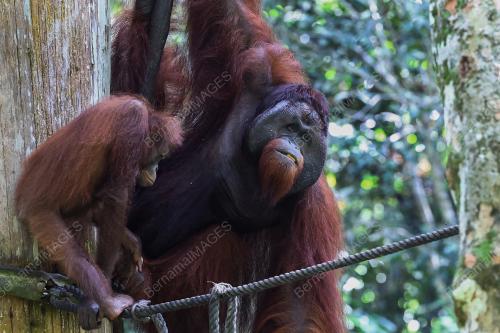 ORANG UTAN