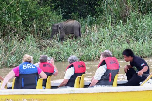 GAJAH BORNEO