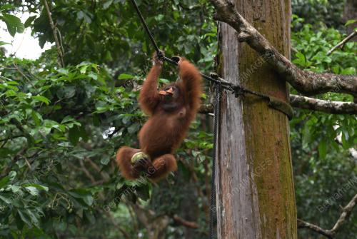 PUSAT PEMULIHAN ORANG UTAN SEPILOK