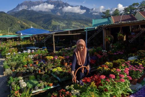 GERAI JUAL BUNGA KUNDASANG