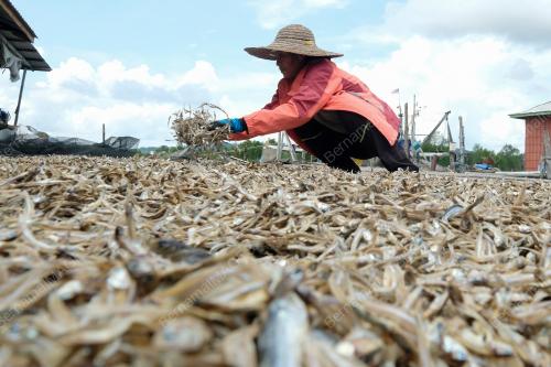 IKAN BILIS