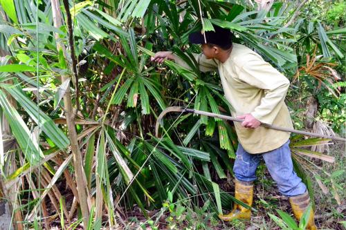 SB04_27062016_DAUN_PALAS