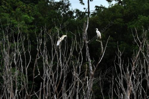WETLAND-MIGRATORY BIRD AVITOURISM LABUAN