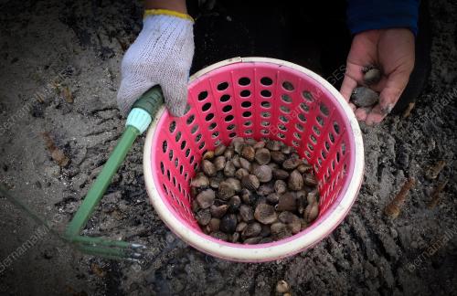 PENCARI KEPAH 'KERAKAS' DI LABUAN