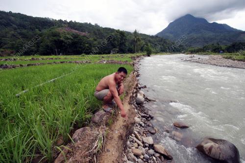 SAWAH PADI