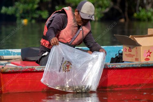 PELEPASAN BENIH IKAN