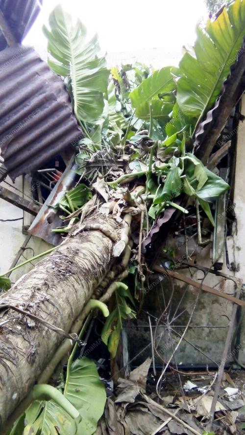 SB04_POKOK_TUMBANG_21032016