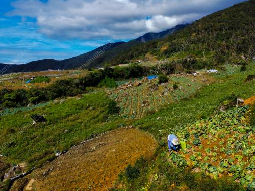 KUBIS DI TANAH KUNDASANG