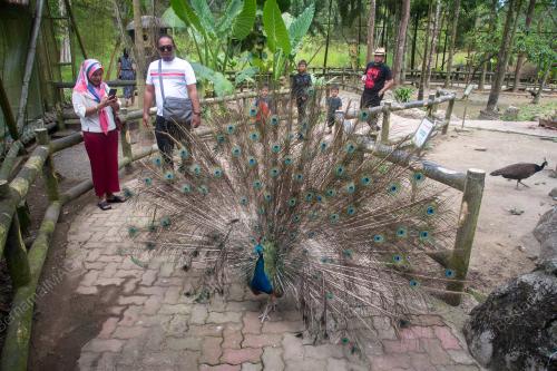TAMAN BURUNG LABUAN